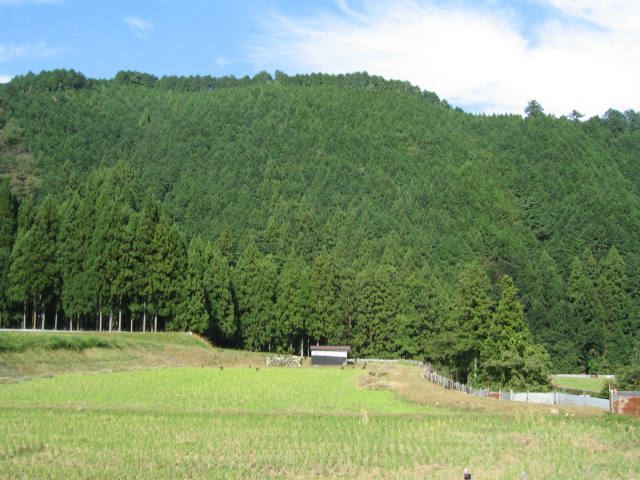 猿の群れが無効の田圃に移動分かるかな？
