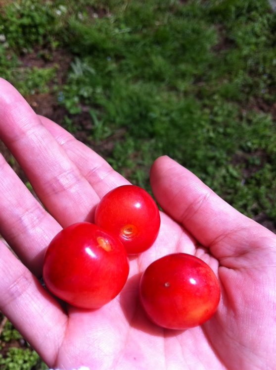 cherry1