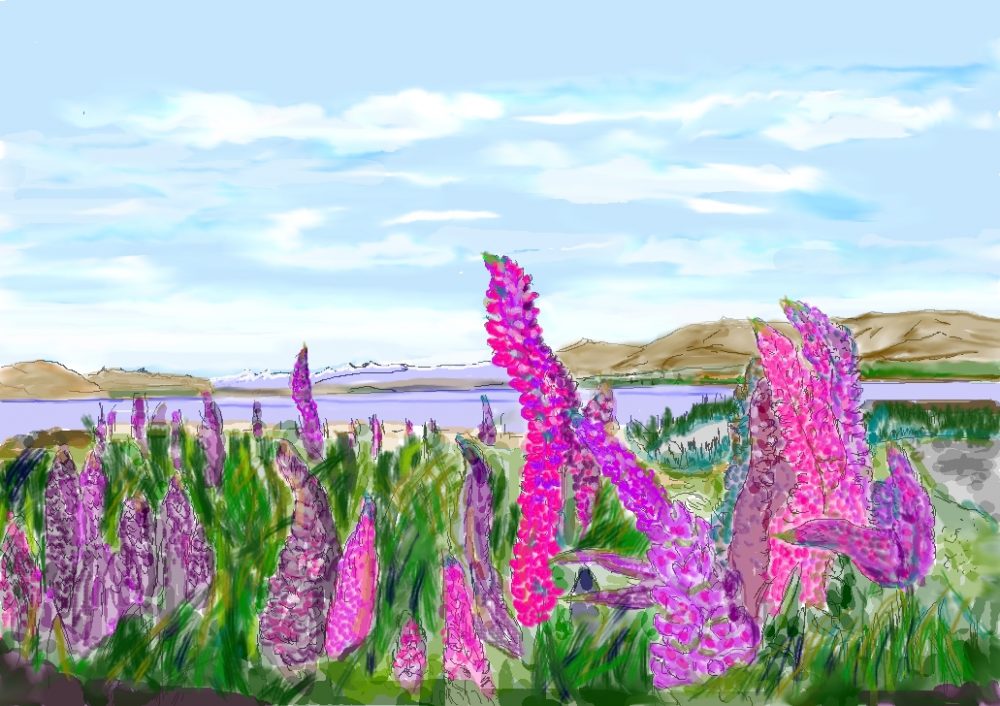 ルピナスの群生