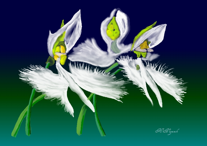 1209 サギ草の舞