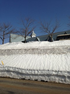 ふきのとう探し