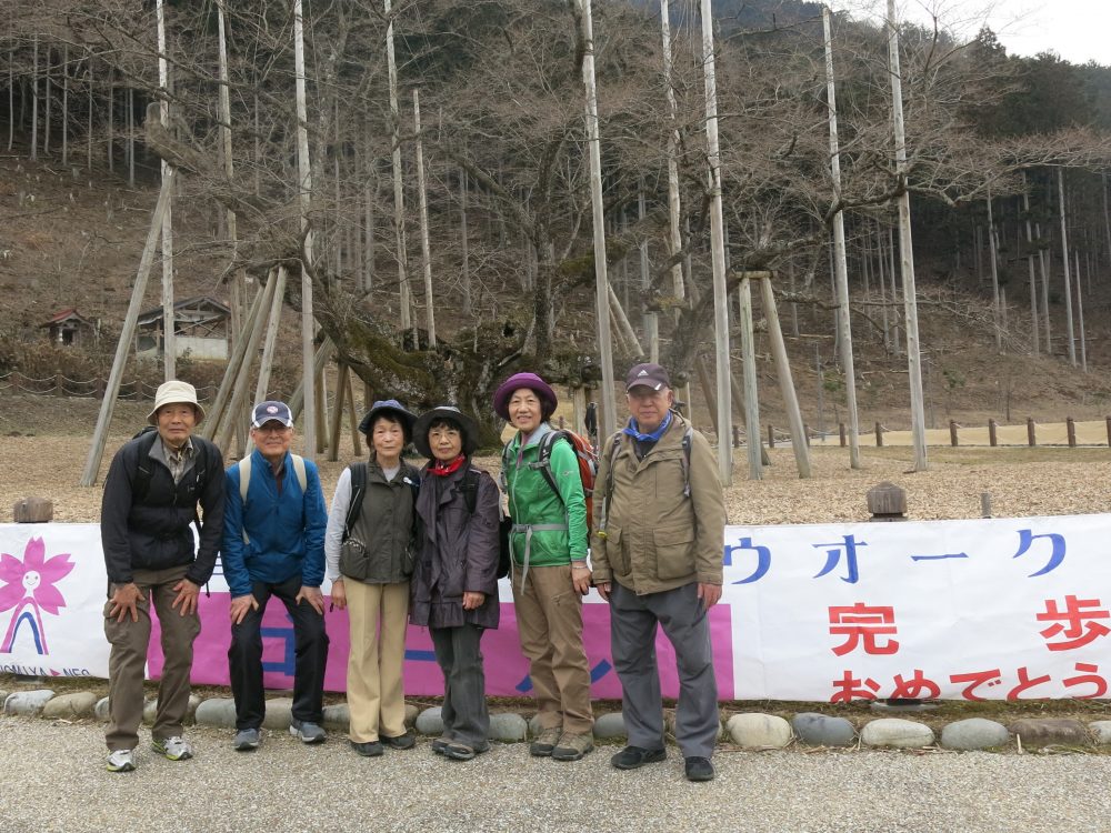 2017薄墨桜浪漫ウオーク